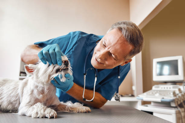 Best Emergency Treatment for Toothache in Esparto, CA